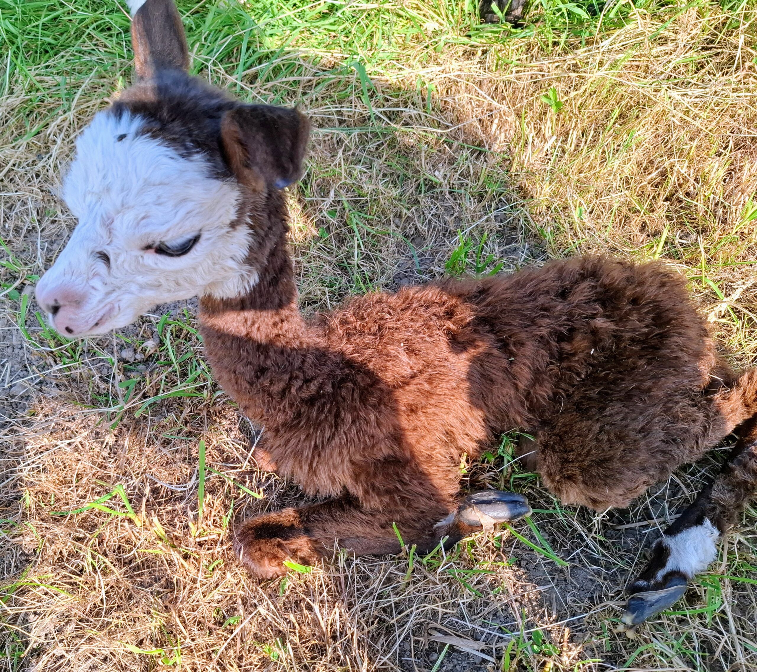 Colette ist da!