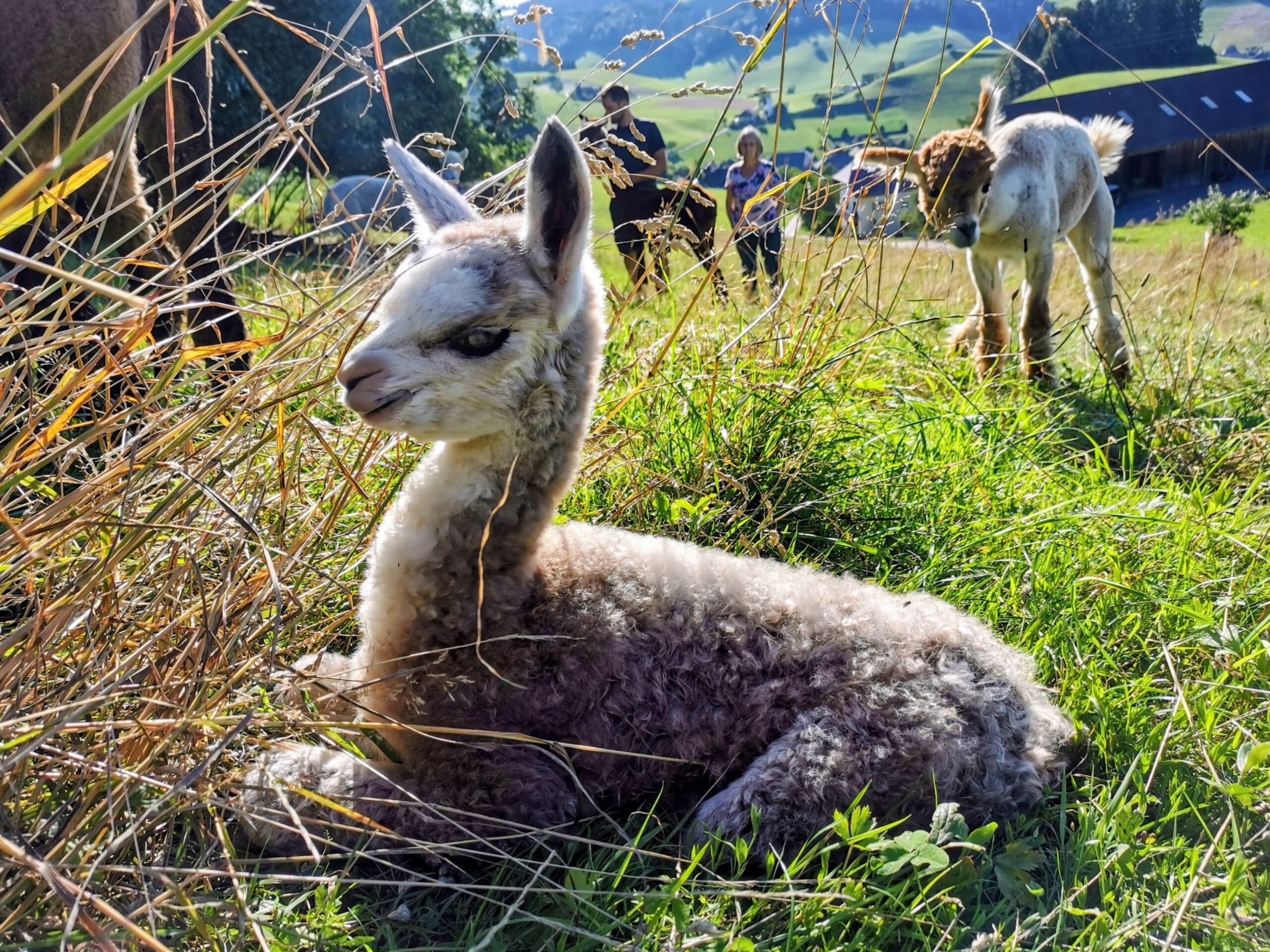 Casper, unser kleiner König