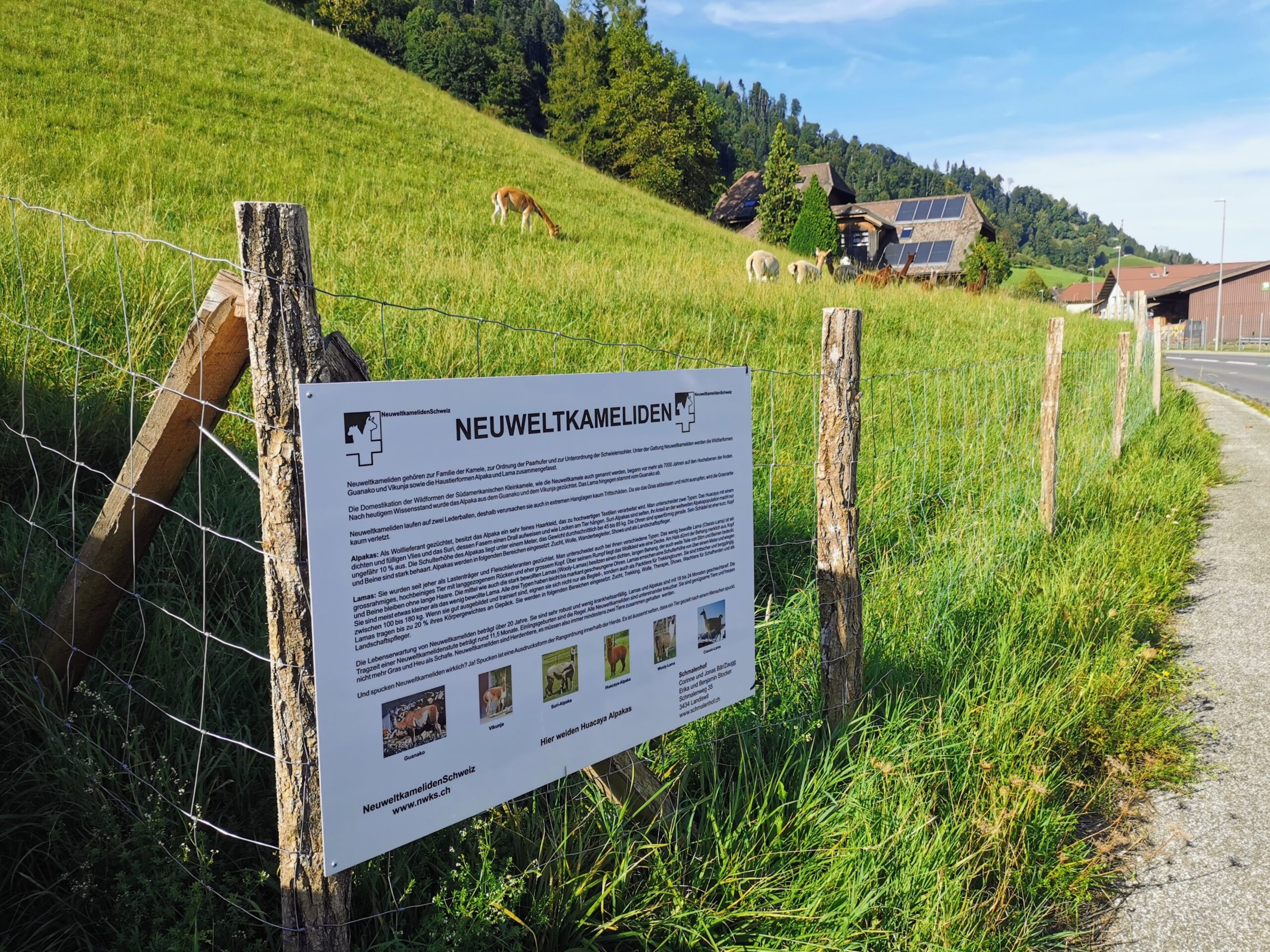 Zehn Alpakas sind nach Bowil umgezogen
