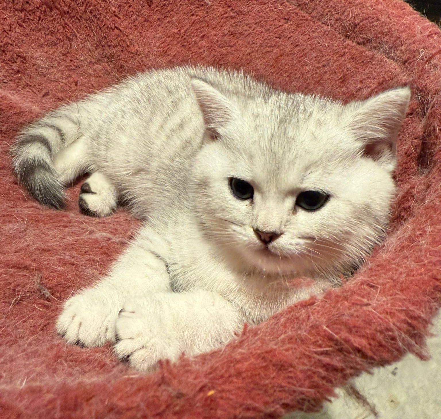 Sieben BKH Kitten suchen einen Platz