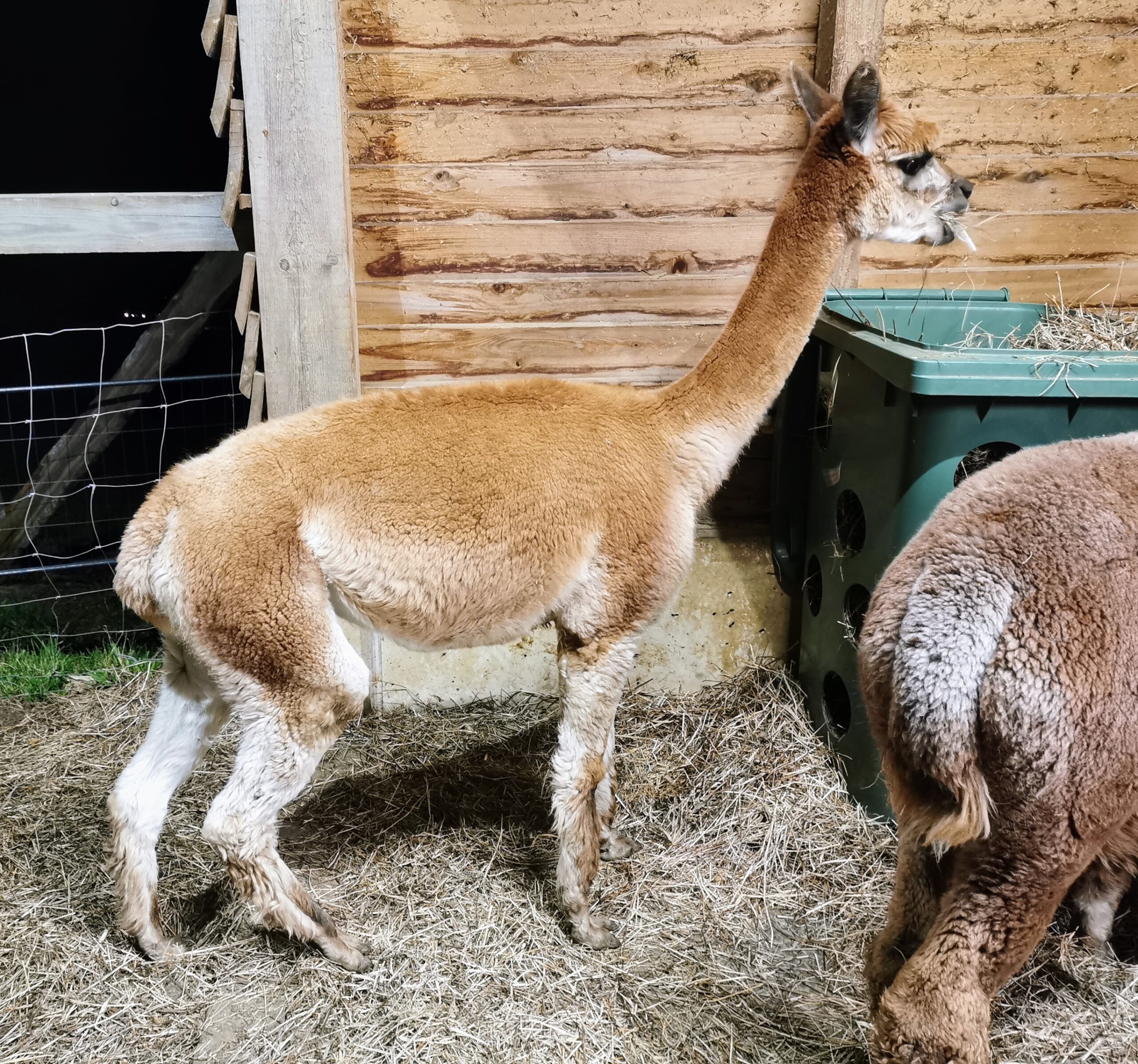 Enya sorgt für Casper