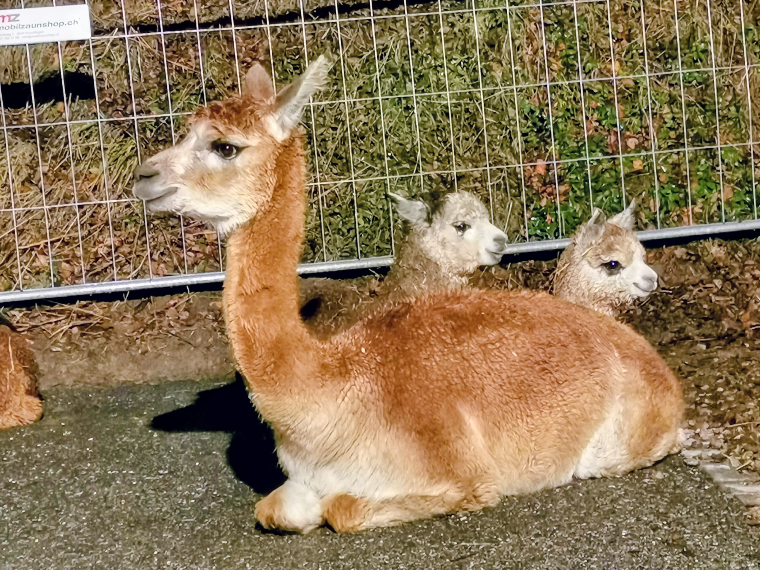 Ein kleines Weihnachtswunder