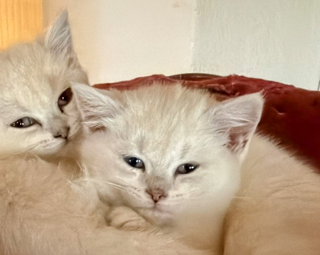 BKH  Kitten vom März und April 2026